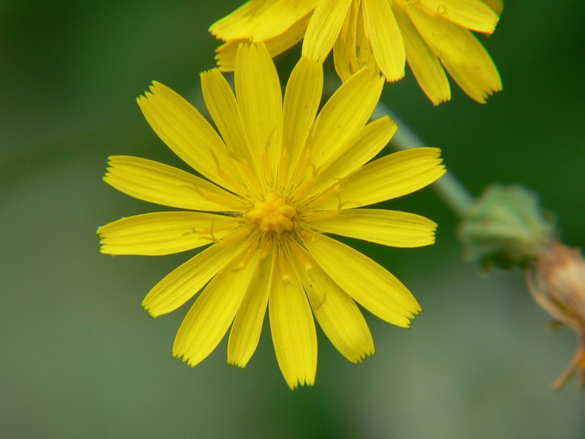 Lente macro autocostruita
